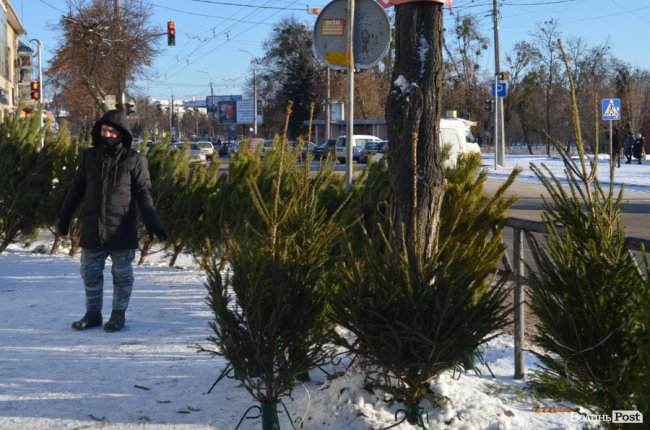 У скільки лучанам обійдуться ялинки та сосни. ФОТО