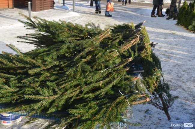У скільки лучанам обійдуться ялинки та сосни. ФОТО