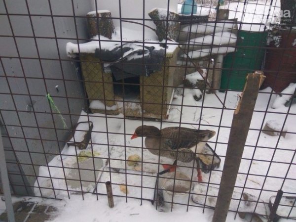 Гусак на кличку Трамп. Місцеві подарували його нацгвардійцям на печеню. Проте ніхто вбивати пернатого не став. Тепер гусак –«член сім’ї» військових і живе з бійцями на блокпосту