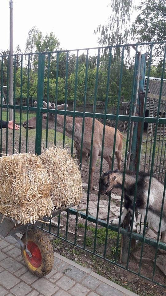 У Луцькому зоопарку організували  «Food Fest» для тварин. ФОТО