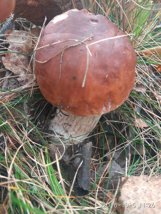Троє луцьких фотографів похвалилися грибним уловом. ФОТО