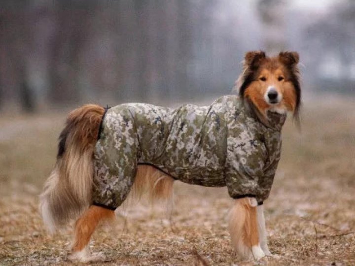 Тренди одягу для собак у 2026 році: що буде в моді для улюбленців