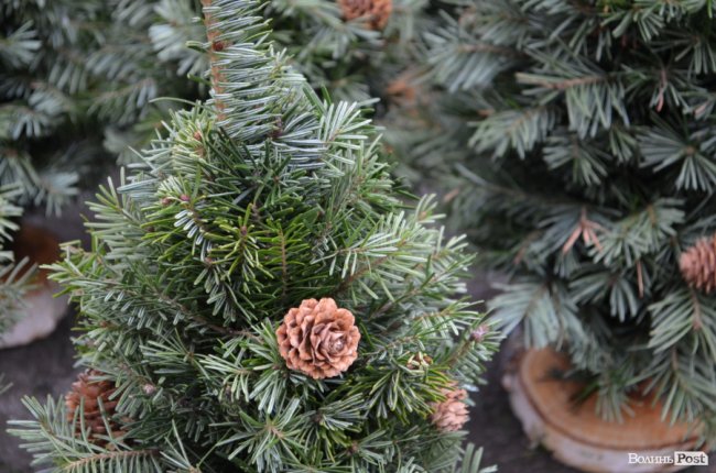Від і до: за скільки у Луцьку можна купити новорічне деревце. ФОТО