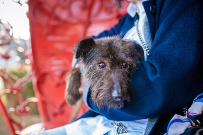 Галина Падалко – телеведуча з собачкою Жустін