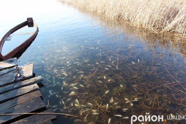 Шацькі озера поповнили мальком коропа