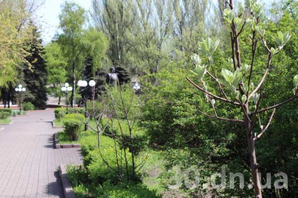 Дерево, яке Янукович посадив в Єнакієво, засохло. ФОТО