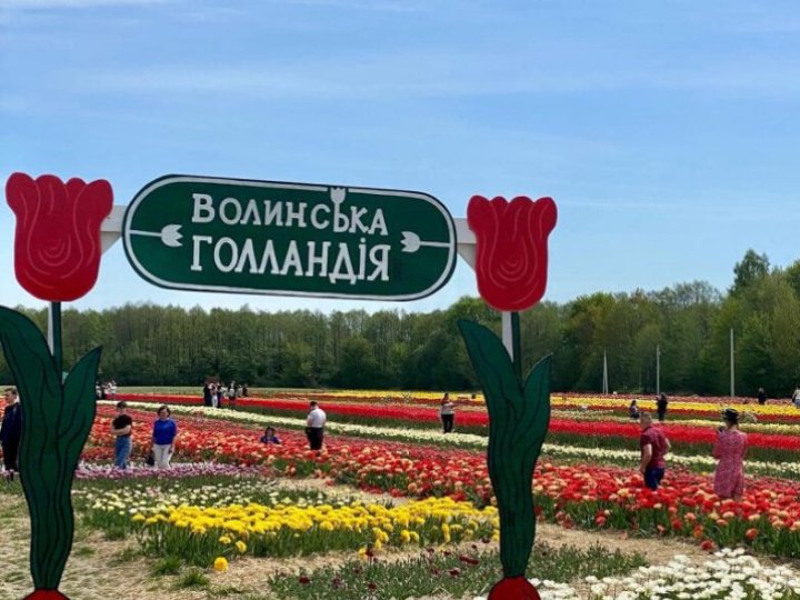 «Волинська Голландія» відкриває тюльпанове поле: назвали дату