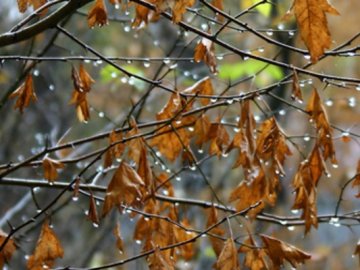 Погода у Луцьку на завтра, 20 листопада