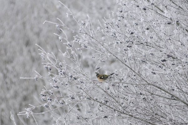 Засніжений Луцьк очима фотографа