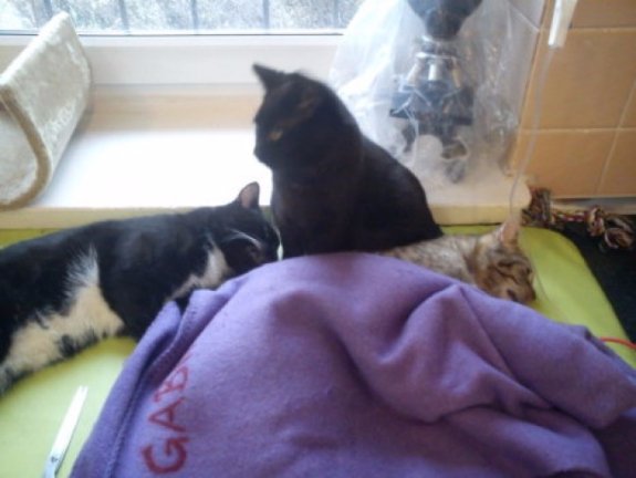 У польському притулку працює кіт-медбрат. ФОТО