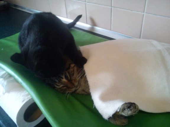 У польському притулку працює кіт-медбрат. ФОТО