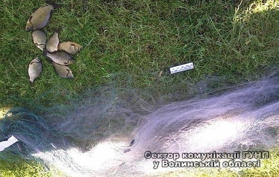На Волині виловлювали рибу риболовецькими сітками. ФОТО