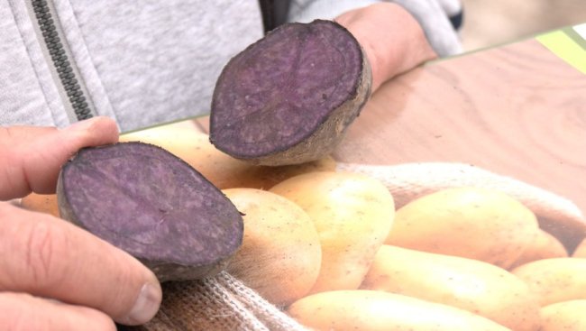 На Волині вирощують фіолетову картоплю. ВІДЕО