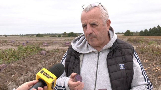 На Волині вирощують фіолетову картоплю. ВІДЕО