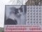 У Луцьку запустять соціальну рекламу про тварин