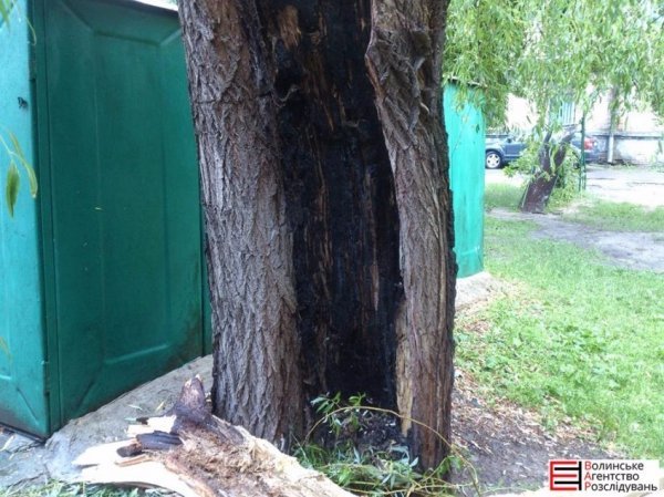 У Луцьку на авто впало поламане дерево