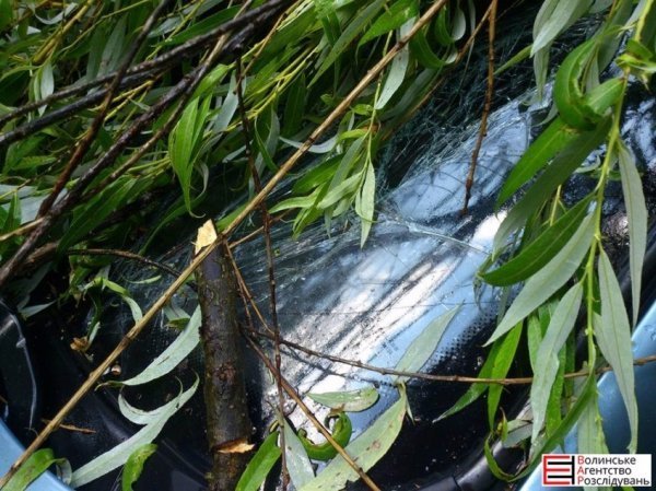 У Луцьку на авто впало поламане дерево