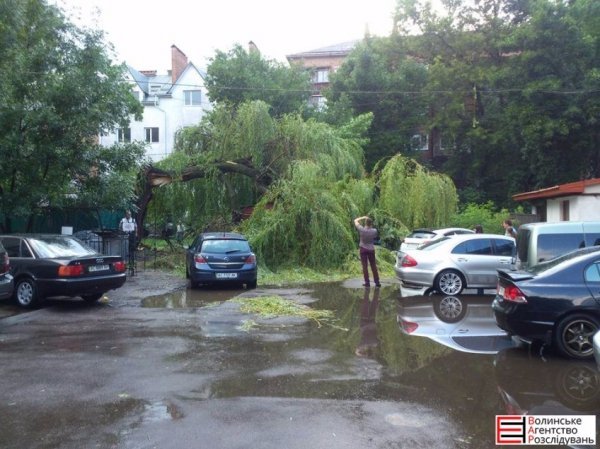 У Луцьку на авто впало поламане дерево