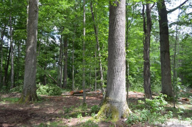 Цуманська пуща