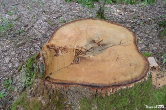 Цуманська пуща