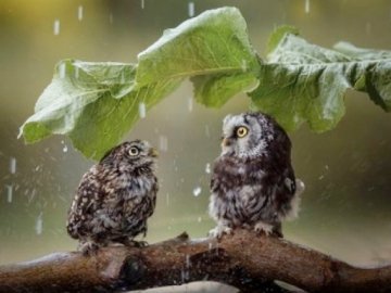 Погода в Луцьку та Волинській області на понеділок, 27 липня