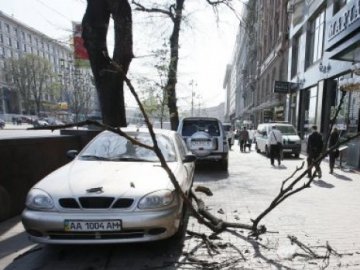 У Києві гілка розбила авто. ФОТО
