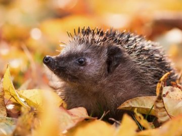 20 жовтня – яке сьогодні свято і що не можна робити в цей день