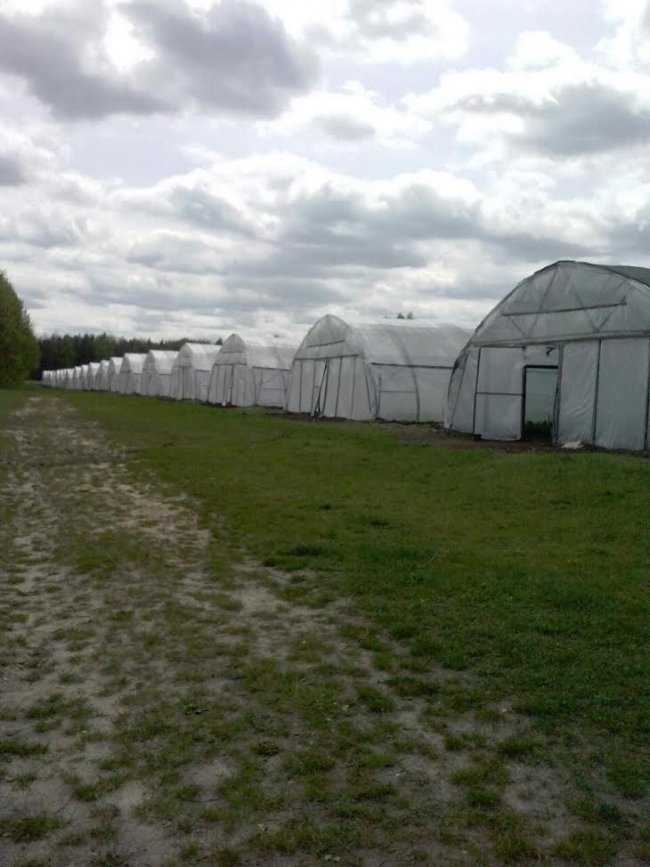 На Волині – один із найбільших лісових розсадників України