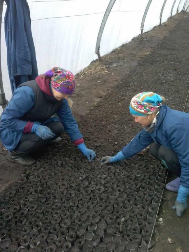 На Волині – один із найбільших лісових розсадників України