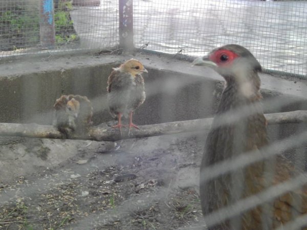 Срібні фазани. Декоративних птахів привезли два роки тому. І уже вдруге фазани мають потомство.