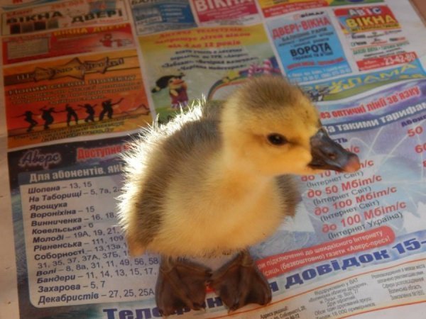  Гусеня Боня. Ось такою крихіткою принесли нам Боню відвідувачі. Знайшли пташеня поблизу центрального парку.