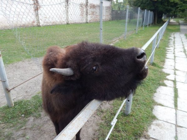 Наша Буся пустотлива і любить погоцати вольєром. Але не образить і мухи. Радо біжить назустріч, коли бачить печиво чи булочку.