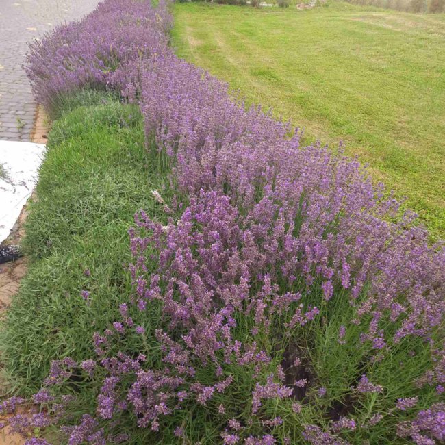 За донат на ЗСУ або молитву: у монастирі під Луцьком роздають лаванду