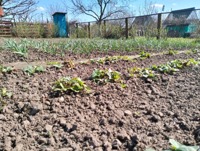 Садівники у Луцькій громаді готуються до дачного сезону