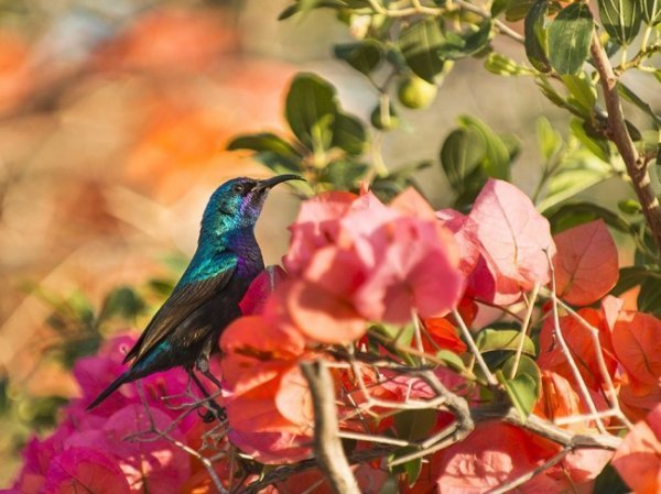 Під сонцем, Ізраїль © Пітер Поблісак 