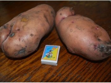 Волинянка похизувалася великим врожаєм картоплі