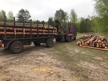 На Камінь-Каширщині – обшуки на пилорамі: виявили деревину невідомого походження