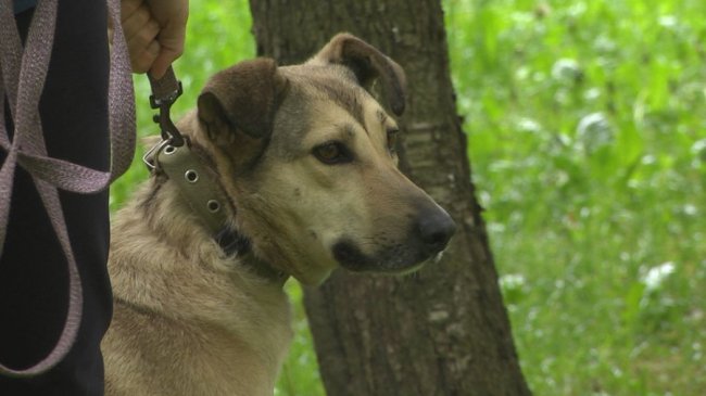 Як у Луцьку облаштувалися переселенці з домашніми улюбленцями. ФОТО. ВІДЕО