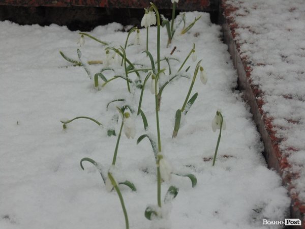 Луцьк засипає снігом. ФОТО