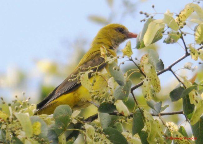 Липень, привіт: жовтопуза красуня потрапила на знімки луцького фотографа