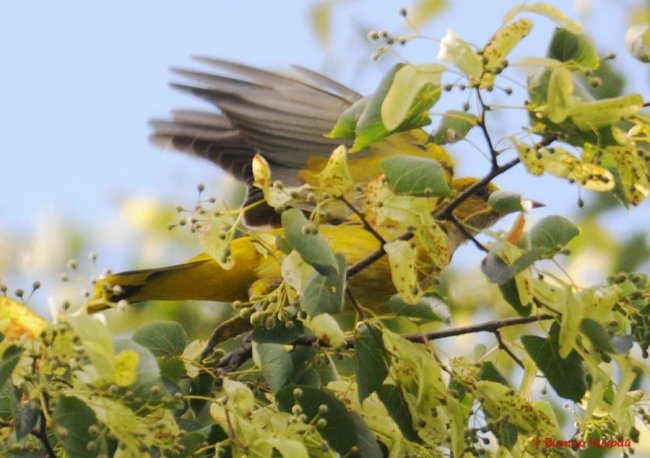 Липень, привіт: жовтопуза красуня потрапила на знімки луцького фотографа