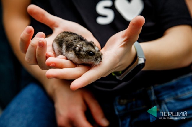 «Якби мали квартиру, одружилися б раніше»: в гостях у Вікторії Доманської та Сергія Стрихарчука. ФОТО*