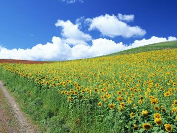 Погода у Луцьку та Волинській області на завтра, 26 липня