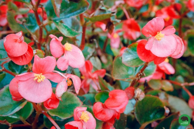 Жовтогаряча осінь у Луцькому зоопарку. ФОТО