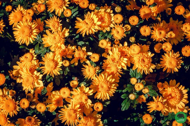 Жовтогаряча осінь у Луцькому зоопарку. ФОТО