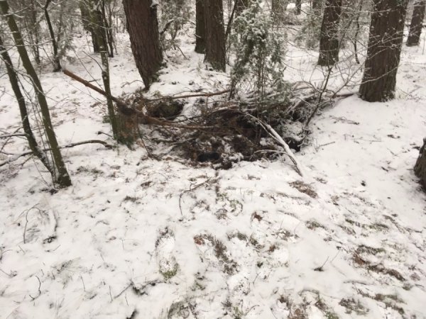 На кордоні  в лісі знайшли велику патрію сигарет