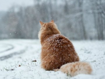 Погода у Луцьку на завтра, 29 січня