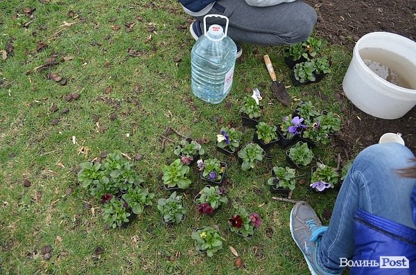 Активісти в центрі Луцька садили клумбу. ФОТО