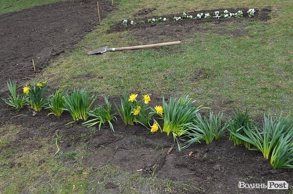 Активісти в центрі Луцька садили клумбу. ФОТО