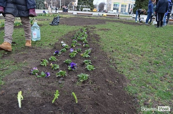 Активісти в центрі Луцька садили клумбу. ФОТО